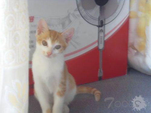 黄白花杂，四小猫，猫猫寻家