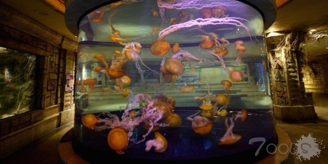 黑客从赌场的水族箱温度计下手 居然入侵了数据库